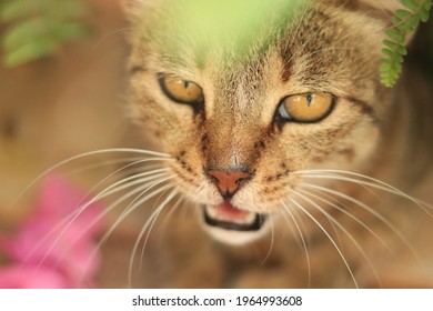 A close-up image of a cat opens here.