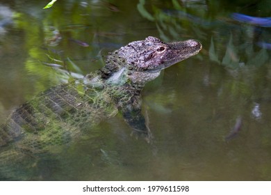 The closeup image of Chinese alligator (Alligator sinensis) in the water.
A critically endangered crocodile endemic to China.
Dark gray or black in color with a fully armored body.