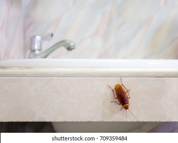 Close-up image of cockroach in house on background of water closet. 