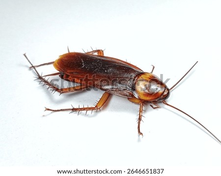 Close-Up Image of a Cockroach on a White Surface, Detailed capture of a cockroach in focus, showcasing its features and texture.