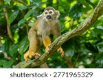 the closeup image of Common squirrel monkey  (Saimiri sciureus), is a species of squirrel monkey from Guiana, Venezuela and Brazil. 