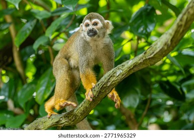 the closeup image of Common squirrel monkey  (Saimiri sciureus), is a species of squirrel monkey from Guiana, Venezuela and Brazil. 