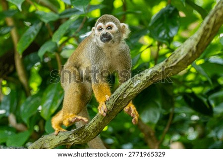 the closeup image of Common squirrel monkey  (Saimiri sciureus), is a species of squirrel monkey from Guiana, Venezuela and Brazil. 