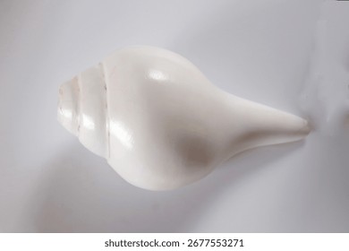 Close-up image of Conch Shell (Shankh) aginst white background, top view.  Shankh is a wind instrument and a symbol of purity and divine protection and used in religious rituals in Hindus.
