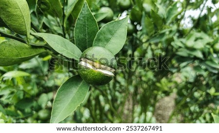 A close-up image of crack or broken fruit on young orange
