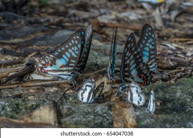Closeup image of crowded of the colorful butterflies are eating its essential mineral, in the tropical rain forest. - Shutterstock ID 654047038