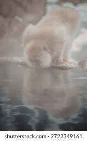 A close-up image of a curious monkey drinking water from a pool. The monkey is reflected in the calm water, creating a serene and symmetrical scene.