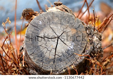 A closeup image of a cut tree trunk showing cracks, pith, xylem ring, phloem ring and bark.  Axing of trees is part of deforestation.
