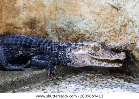 The closeup image of Cuvier's dwarf caiman.
It is a small crocodilian in the alligator family from northern and central South America. 
It lives in riverine forests, flooded forests near lakes.