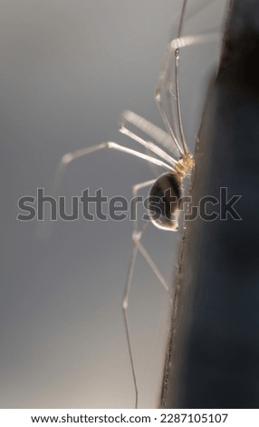 Close-up image of a daddy long legs spider (Pholcus phalangioides) or skull spider.  Vertical format. 