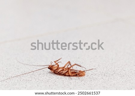 A close-up image of a dead cockroach lying on its back, showcasing its detailed anatomy and the stark contrast against a speckled white surface. Pest control. Copy space for text.