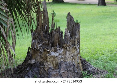 A close-up image of a decayed tree stump with intricate textures and patterns of wood decay. The stump is set against a lush green yard, with a palm leaf partially visible on the left side.