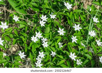 Close-up image of dense patch of white wood anemones in bloom. Delicate white flowers contrast beautifully against the vibrant green foliage. Sunlight filters through the leaves. Austrian Alps meadows - Powered by Shutterstock