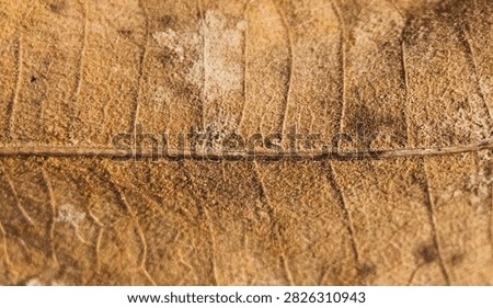 Close-up image of a dried leaf showcasing its unique texture and veins, highlighting the natural patterns and earthy colors of nature.