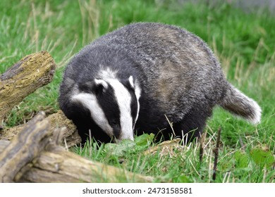 A close-up image of a European badger in its natural habitat. The badger is seen foraging in the forest, showcasing its distinctive black and white striped face.
