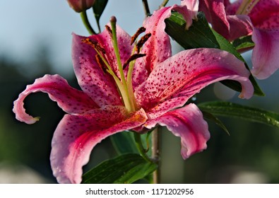 Lily Flower Stargazer Images Stock Photos Vectors Shutterstock