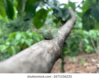 Close-up image of a fireworm (Setothosea asigna) resting on a palm oil leaf.