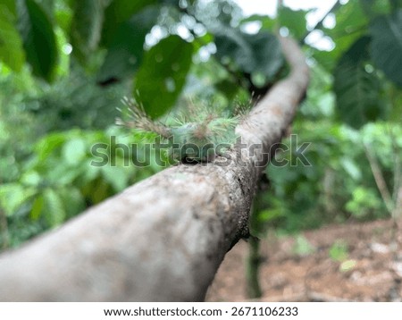 Close-up image of a fireworm (Setothosea asigna) resting on a palm oil leaf.