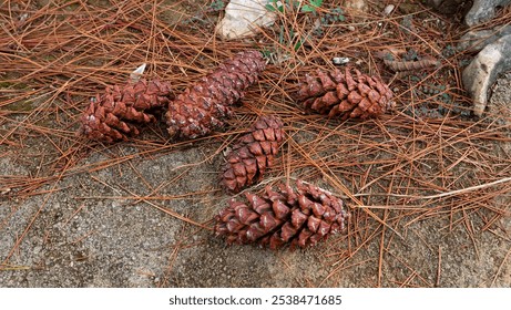 A close-up image of five pine cones resting on a bed of pine needles.