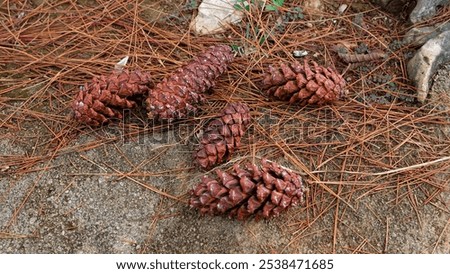 A close-up image of five pine cones resting on a bed of pine needles.