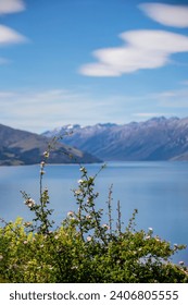 the closeup image of flower. The bokeh background is lake Hawea.  It is in the Otago Region New Zealand,  at an altitude of 348 metres. It covers 141 km² and reaches 392 metres deep.