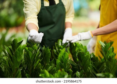 Closeup Image Of Flower Nursery Worker Checking Growing Plants