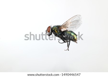 Close-up image of a fly in flight
