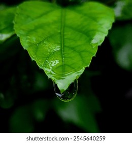 Close-up image of fresh green leaves with raindrops gently falling. Soft light highlights the water droplets, creating a calming, refreshing atmosphere against the blurred, natural background. - Powered by Shutterstock