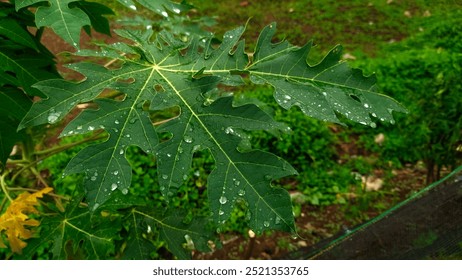 A close-up image of fresh, green papaya leaves after a rainfall. Water droplets are visible on the leaf surface, enhancing the natural texture and vibrant color. Ideal for nature or gardening themes. - Powered by Shutterstock