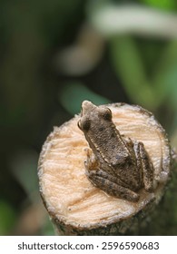 Closeup image of a frog sitting in a tree that has been cut down, isolated  bokeh background.