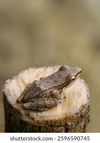 Closeup image of a frog sitting in a tree that has been cut down, isolated  bokeh background.