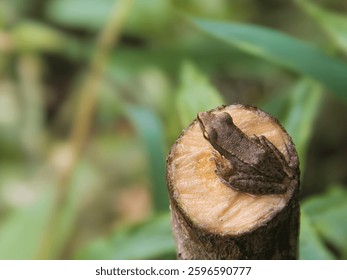Closeup image of a frog sitting in a tree that has been cut down, isolated  bokeh background.