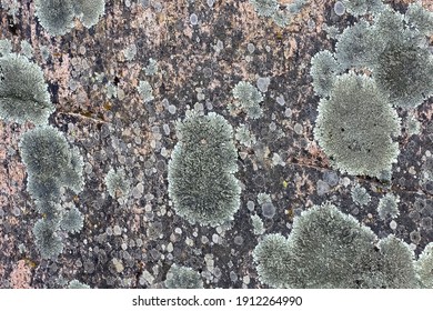 Closeup Image Of Fungi Or Lichens On A Cracked Stone Wall - Natural Grungy Background Texture In A Muted Color Palette