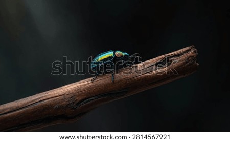 A close-up image of a glossy beetle perched on a wooden stick, showcasing its vibrant colors and intricate patterns. The photo captures a stunning insect in its natural habitat.