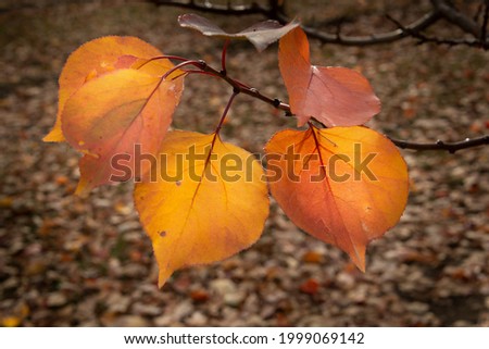 Close-up image of golden apricot leaves in autumn, Otago region, South Island