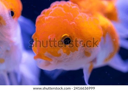 Close-up image of Goldfish in aquarium