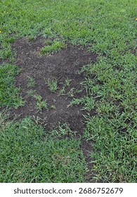 Close-up image of a grass patch with visible bare soil spots and thinning vegetation. The photo highlights uneven turf in an outdoor setting under natural daylight.