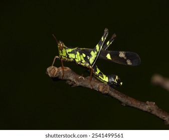 Close-up image of a grasshopper perched on a branch in a dark environment - Powered by Shutterstock