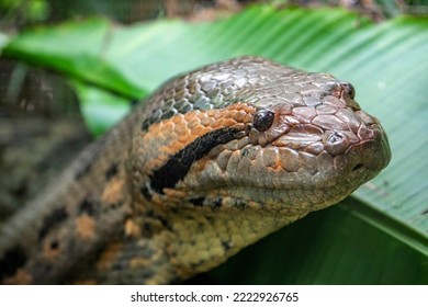 The closeup image of green anaconda (Eunectes murinus) . It is a boa species found in South America. It is the heaviest and one of the longest known extant snake species.