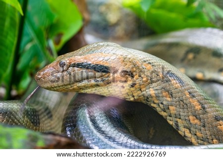 The closeup image of green anaconda (Eunectes murinus) . It is a boa species found in South America. It is the heaviest and one of the longest known extant snake species.