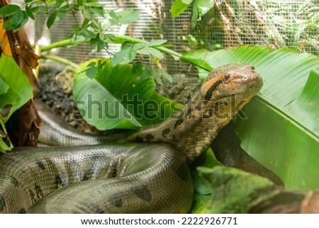 The closeup image of green anaconda (Eunectes murinus) . It is a boa species found in South America. It is the heaviest and one of the longest known extant snake species.