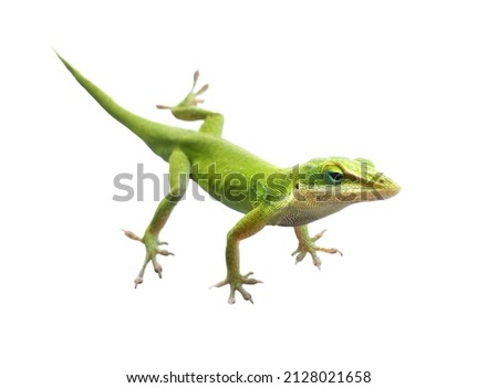 A Closeup Image of a Green Anole with Outstretched Legs Isolated on White 