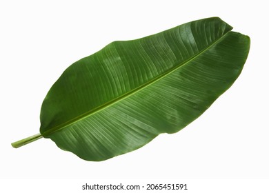 Closeup image of green banana leaf isolated at white background. Tropical foliage. - Shutterstock ID 2065451591