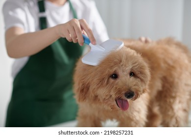 Closeup Image Of Groomer Brushing Small Dog To Remove Excess Hair From Coat