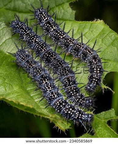 Close-up image with a group of black spiky caterpillars of Admiral Butterfly on a green leaf.