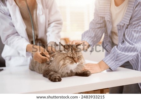 A close-up image of a grumpy fluffy cat on an examination table being inspected by a veterinarian at a pet clinic. A cat owner brings her cat to see the veterinarian for a health checkup at the clinic