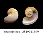 the closeup image of halved shells of chambered Nautilus (Nautilus pompilius) (right: interior and left: exterior). 
 The shell, when cut away, reveals a lining of lustrous nacre.