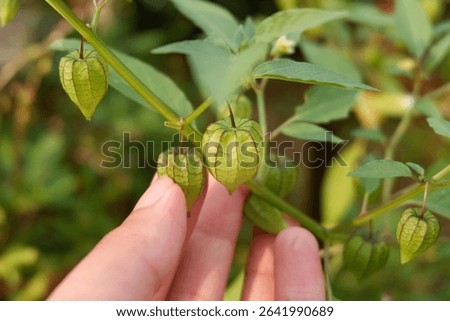Close-up image of a hand displaying Physalis angulata fruit with its husk, against a green plant background, emphasizing nature and botanical details.