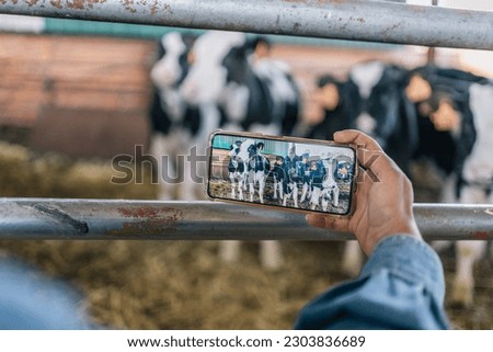 Close-up image of the hands of an unrecognizable young woman farmer taking horizontal photos of cows with her mobile phone. Focus on the screen.