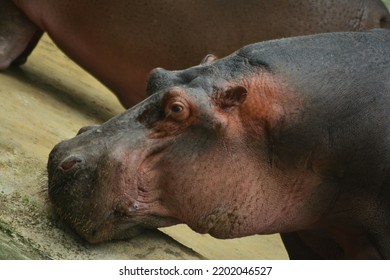 Closeup Image Of Hippopotamus. Pink Sweat On Hippo Skin.